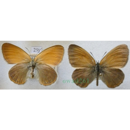 Coenonympha glycerion (Borkhausen, 1788) pair Strzępotek glicerion Czech29j